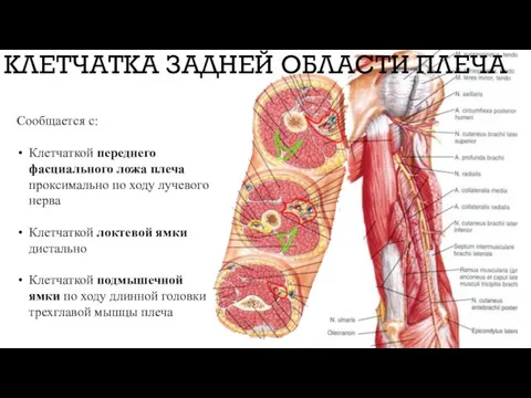 Сообщается с: Клетчаткой переднего фасциального ложа плеча проксимально по ходу лучевого