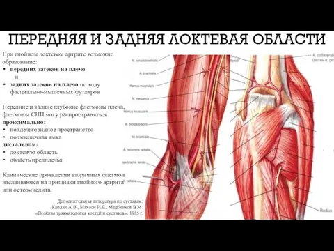 ПЕРЕДНЯЯ И ЗАДНЯЯ ЛОКТЕВАЯ ОБЛАСТИ При гнойном локтевом артрите возможно образование: