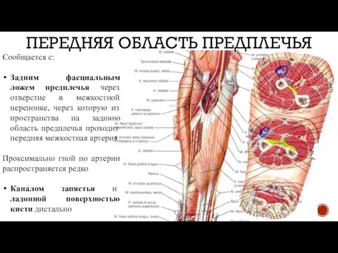 ПЕРЕДНЯЯ ОБЛАСТЬ ПРЕДПЛЕЧЬЯ Сообщается с: Задним фасциальным ложем предплечья через отверстие