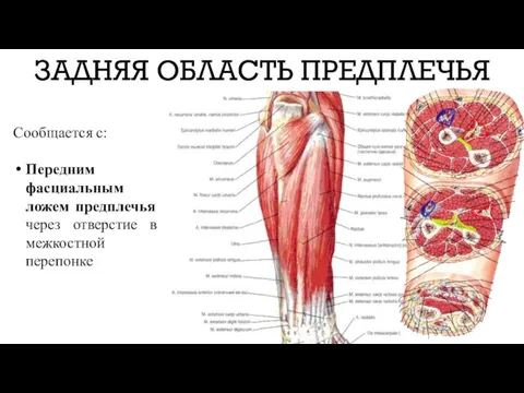 ЗАДНЯЯ ОБЛАСТЬ ПРЕДПЛЕЧЬЯ Сообщается с: Передним фасциальным ложем предплечья через отверстие в межкостной перепонке