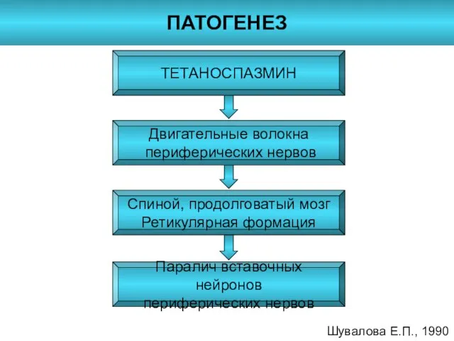 ПАТОГЕНЕЗ Шувалова Е.П., 1990