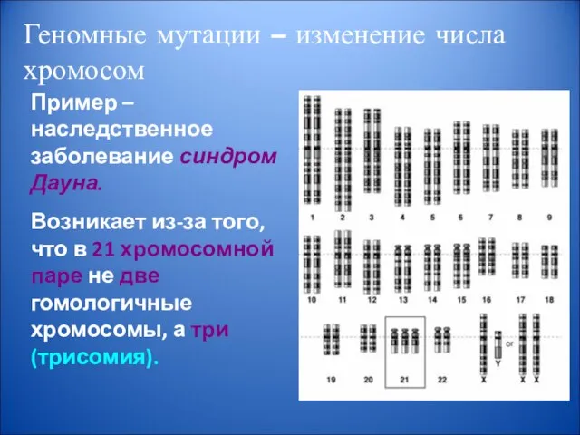 Геномные мутации – изменение числа хромосом Пример – наследственное заболевание синдром