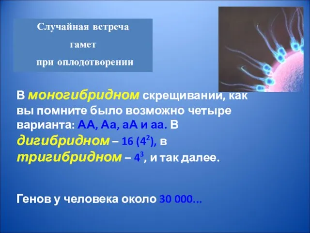 Случайная встреча гамет при оплодотворении В моногибридном скрещивании, как вы помните