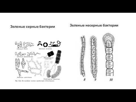 Зеленые серные бактерии Зеленые несерные бактерии