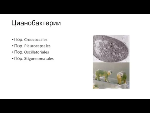 Цианобактерии Пор. Croococcales Пор. Pleurocapsales Пор. Oscillatoriales Пор. Stigoneomatales