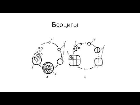 Беоциты