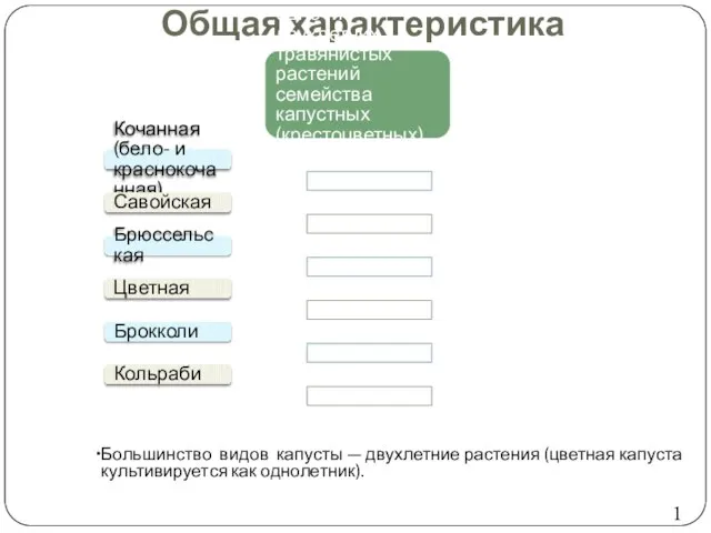 Общая характеристика Капуста — группа одно- и двухлетних травянистых растений семейства