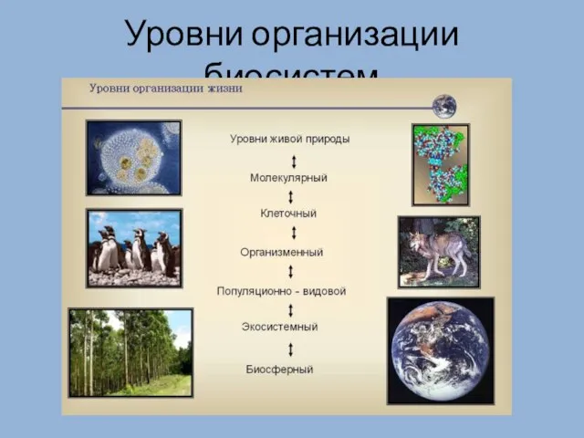 Уровни организации биосистем