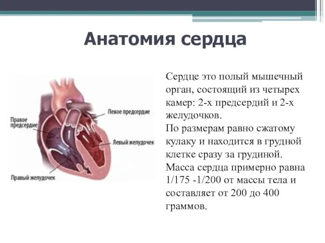 Анатомия сердца Сердце это полый мышечный орган, состоящий из четырех камер: