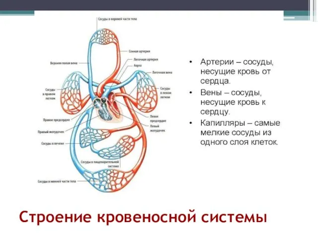 Строение кровеносной системы