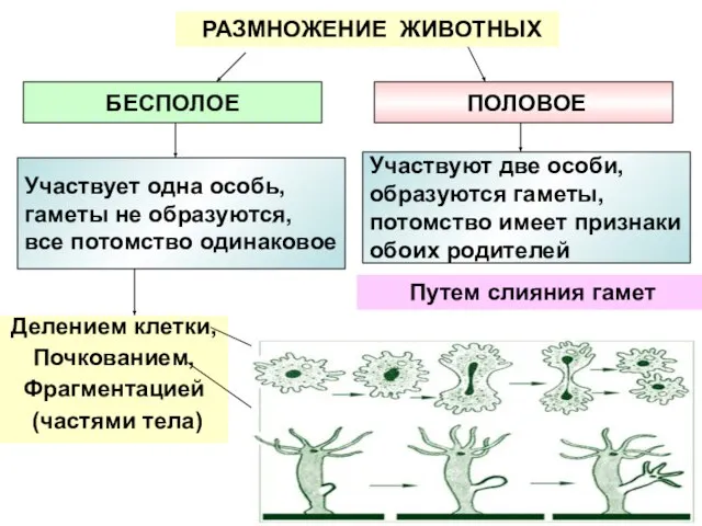 РАЗМНОЖЕНИЕ ЖИВОТНЫХ БЕСПОЛОЕ ПОЛОВОЕ Участвует одна особь, гаметы не образуются, все