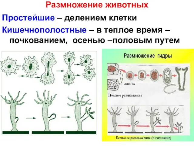 Размножение животных Простейшие – делением клетки Кишечнополостные – в теплое время – почкованием, осенью –половым путем