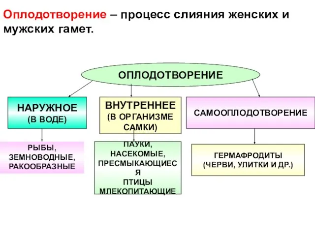 Оплодотворение – процесс слияния женских и мужских гамет. ОПЛОДОТВОРЕНИЕ НАРУЖНОЕ (В