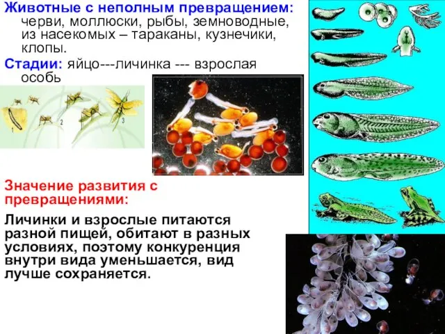 Животные с неполным превращением: черви, моллюски, рыбы, земноводные, из насекомых –