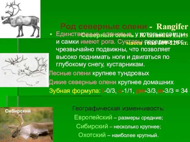 Род северные олени - Rangifer Северный олень - R. tarandus L.,175