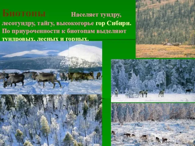 Биотопы Населяет тундру, лесотундру, тайгу, высокогорье гор Сибири. По приуроченности к
