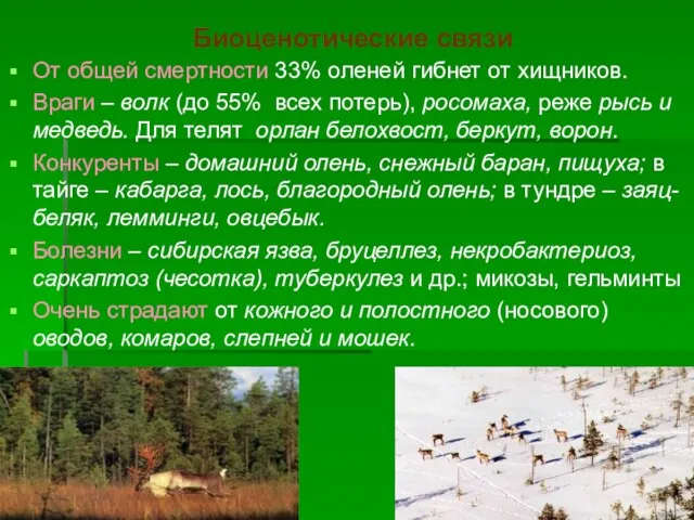 Биоценотические связи От общей смертности 33% оленей гибнет от хищников. Враги