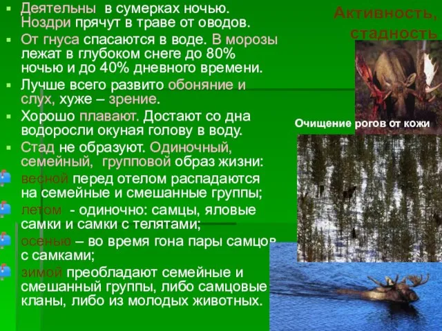 Активность, стадность Деятельны в сумерках ночью. Ноздри прячут в траве от