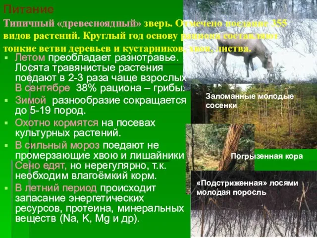 Питание Типичный «древесноядный» зверь. Отмечено поедание 355 видов растений. Круглый год