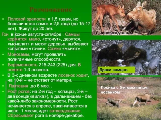 Размножение Половой зрелости к 1,5 годам, но большинство самок в 2,5