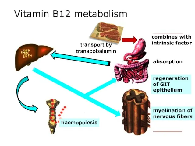 Vitamin B12 metabolism transport by transcobalamin haemopoiesis combines with intrinsic factor