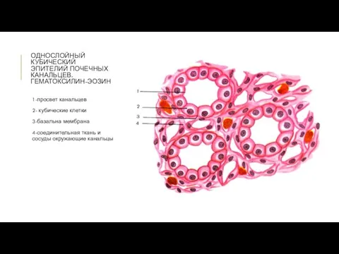 ОДНОСЛОЙНЫЙ КУБИЧЕСКИЙ ЭПИТЕЛИЙ ПОЧЕЧНЫХ КАНАЛЬЦЕВ. ГЕМАТОКСИЛИН-ЭОЗИН 1-просвет канальцев 2- кубические клетки