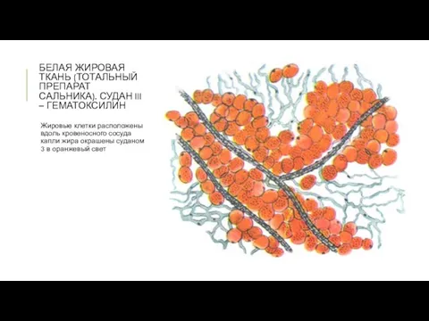 БЕЛАЯ ЖИРОВАЯ ТКАНЬ (ТОТАЛЬНЫЙ ПРЕПАРАТ САЛЬНИКА). СУДАН III – ГЕМАТОКСИЛИН Жировые