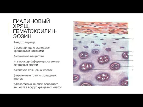 ГИАЛИНОВЫЙ ХРЯЩ. ГЕМАТОКСИЛИН-ЭОЗИН 1-надхрящница 2-зона хряща с молодыми хрящевыми клетками 3-основное