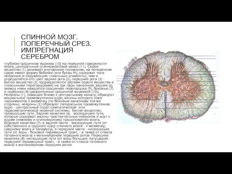 СПИННОЙ МОЗГ. ПОПЕРЕЧНЫЙ СРЕЗ. ИМПРЕГНАЦИЯ СЕРЕБРОМ глубокая срединная вырезка (10) на