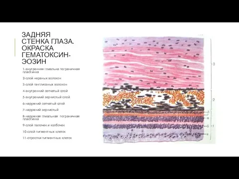 ЗАДНЯЯ СТЕНКА ГЛАЗА. ОКРАСКА ГЕМАТОКСИН-ЭОЗИН 1-внутренняя глиальна пограничная пластинка 2-слой нервных