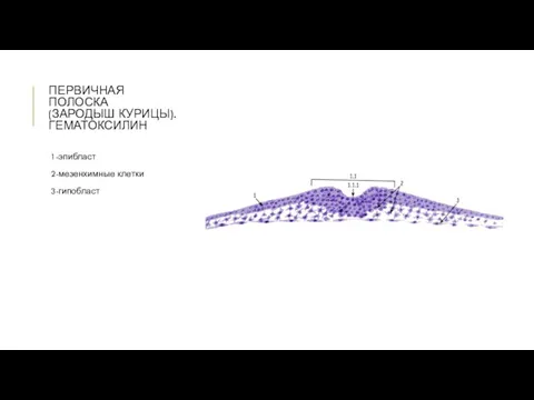 ПЕРВИЧНАЯ ПОЛОСКА (ЗАРОДЫШ КУРИЦЫ). ГЕМАТОКСИЛИН 1-эпибласт 2-мезенхимные клетки 3-гипобласт