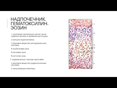 НАДПОЧЕЧНИК. ГЕМАТОКСИЛИН-ЭОЗИН 1-скопление ганглиозных клеток ,пучок нервных волокон и кровеносные сосуды