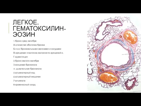 ЛЕГКОЕ. ГЕМАТОКСИЛИН-ЭОЗИН 1-бронх сред калибра А-слизистая оболочка бронха Б-п.о.с бронхиальными железами