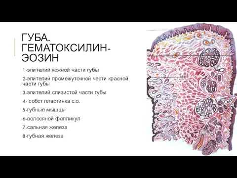 ГУБА. ГЕМАТОКСИЛИН-ЭОЗИН 1-эпителий кожной части губы 2-эпителий промежуточной части красной части