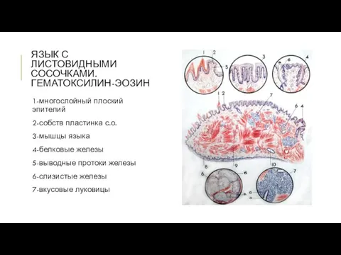 ЯЗЫК С ЛИСТОВИДНЫМИ СОСОЧКАМИ. ГЕМАТОКСИЛИН-ЭОЗИН 1-многослойный плоский эпителий 2-собств пластинка с.о.