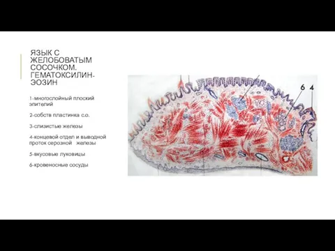 ЯЗЫК С ЖЕЛОБОВАТЫМ СОСОЧКОМ. ГЕМАТОКСИЛИН-ЭОЗИН 1-многослойный плоский эпителий 2-собств пластинка с.о.