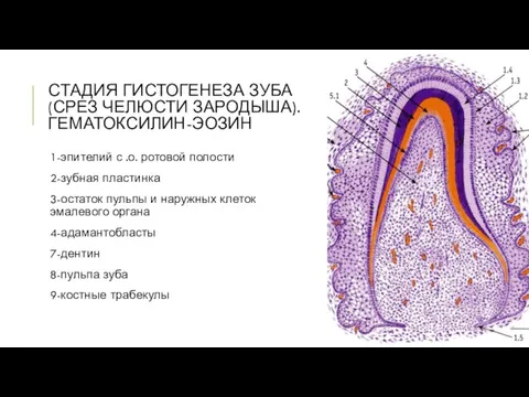 СТАДИЯ ГИСТОГЕНЕЗА ЗУБА (СРЕЗ ЧЕЛЮСТИ ЗАРОДЫША). ГЕМАТОКСИЛИН-ЭОЗИН 1-эпителий с .о. ротовой