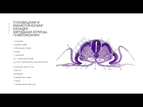 ТУЛОВИЩНАЯ И АМНИОТИЧЕСКАЯ СКЛАДКА ЗАРОДЫША КУРИЦЫ. ГЕМАТОКСИЛИН 1-эктодерма 2-нервная трубка 5-туловищная