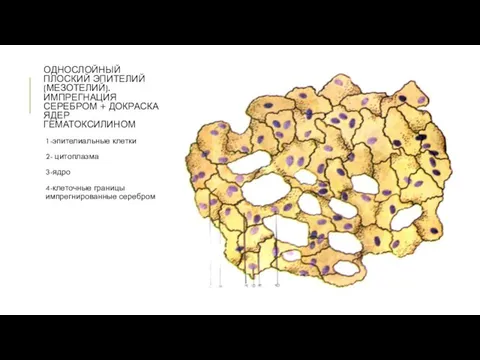 ОДНОСЛОЙНЫЙ ПЛОСКИЙ ЭПИТЕЛИЙ (МЕЗОТЕЛИЙ). ИМПРЕГНАЦИЯ СЕРЕБРОМ + ДОКРАСКА ЯДЕР ГЕМАТОКСИЛИНОМ 1-эпителиальные