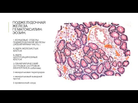 ПОДЖЕЛУДОЧНАЯ ЖЕЛЕЗА ГЕМАТОКСИЛИН-ЭОЗИН. 1-КОНЦЕВЫЕ ОТДЕЛЫ ПОДЖЕЛУДОЧНОЙ ЖЕЛЕЗЫ(ЭКЗОКРИННАЯ ЧАСТЬ ) А-ЯДРА ЖЕЛЕЗИСТЫХ