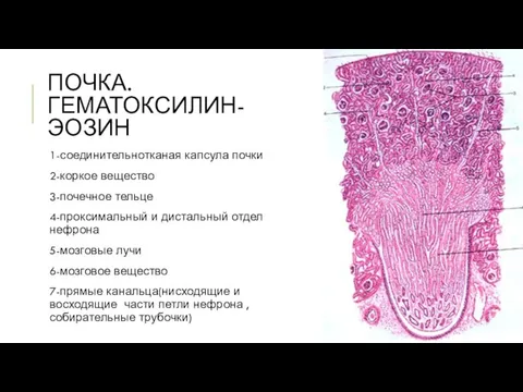 ПОЧКА. ГЕМАТОКСИЛИН-ЭОЗИН 1-соединительнотканая капсула почки 2-коркое вещество 3-почечное тельце 4-проксимальный и