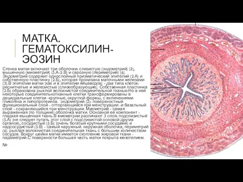 МАТКА. ГЕМАТОКСИЛИН-ЭОЗИН Стенка матки включает три оболочки: слизистую (эндометрий) (2), мышечную