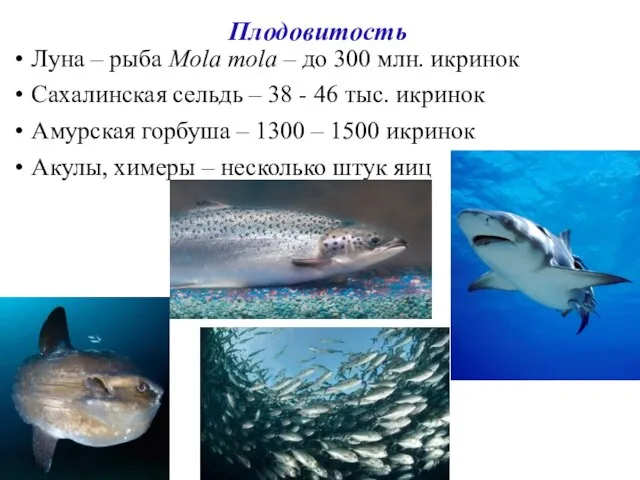 Плодовитость Луна – рыба Mola mola – до 300 млн. икринок