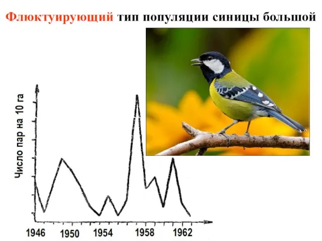 Флюктуирующий тип популяции синицы большой