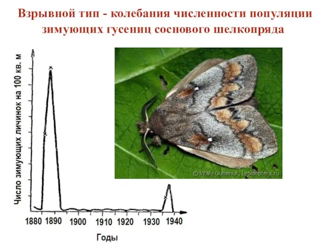 Взрывной тип - колебания численности популяции зимующих гусениц соснового шелкопряда