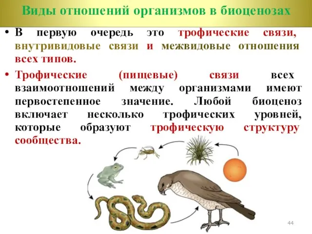 В первую очередь это трофические связи, внутривидовые связи и межвидовые отношения