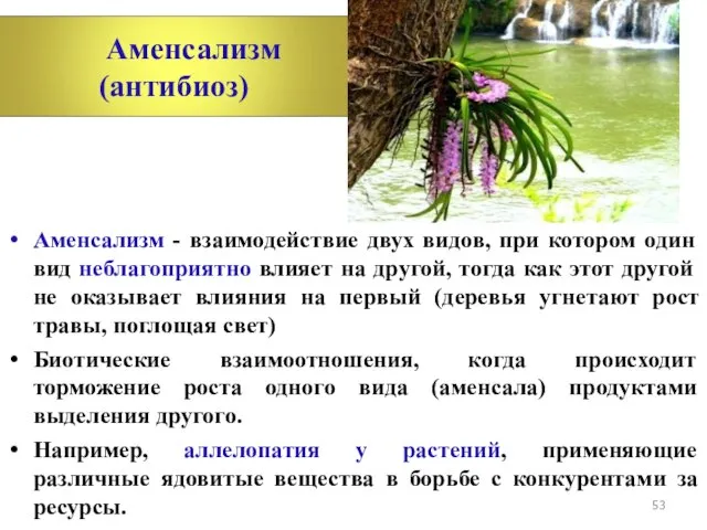 Аменсализм - взаимодействие двух видов, при котором один вид неблагоприятно влияет