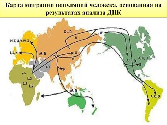 Карта миграции популяций человека, основанная на результатах анализа ДНК