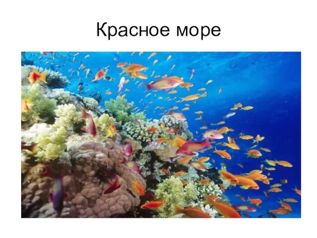 Красное море