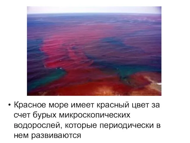 Красное море имеет красный цвет за счет бурых микроскопических водорослей, которые периодически в нем развиваются